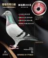 图片暂时未上传
