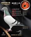 图片暂时未上传