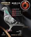 图片暂时未上传