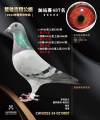 图片暂时未上传
