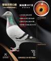 图片暂时未上传