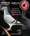 图片暂时未上传