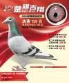 图片暂时未上传
