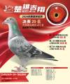 图片暂时未上传
