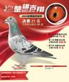 图片暂时未上传
