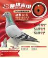 图片暂时未上传