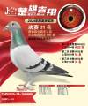 图片暂时未上传