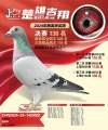 图片暂时未上传