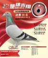 图片暂时未上传