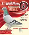 图片暂时未上传