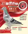 图片暂时未上传