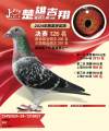 图片暂时未上传