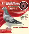 图片暂时未上传