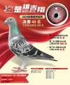 图片暂时未上传