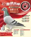 图片暂时未上传