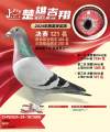 图片暂时未上传
