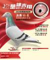 图片暂时未上传