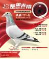 图片暂时未上传