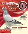 图片暂时未上传