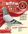 图片暂时未上传