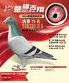 图片暂时未上传