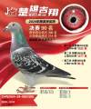 图片暂时未上传