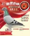 图片暂时未上传