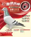 图片暂时未上传