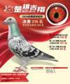图片暂时未上传