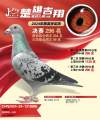 图片暂时未上传