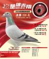 图片暂时未上传