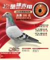 图片暂时未上传