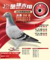 图片暂时未上传