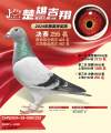 图片暂时未上传