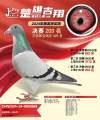 图片暂时未上传