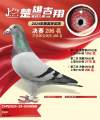 图片暂时未上传