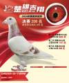 图片暂时未上传