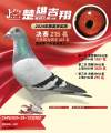 图片暂时未上传