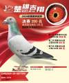 图片暂时未上传