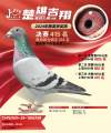 图片暂时未上传