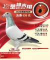 图片暂时未上传