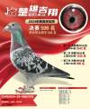 图片暂时未上传