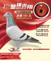 图片暂时未上传