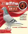 图片暂时未上传