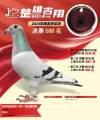 图片暂时未上传
