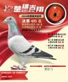 图片暂时未上传