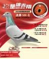 图片暂时未上传