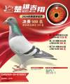 图片暂时未上传