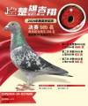 图片暂时未上传