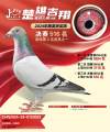 图片暂时未上传